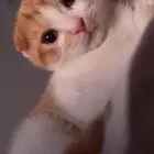 قطط سكوتش فولد