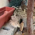 سمان بلدي بياض شرط