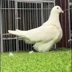 ذكر فرش لون لمن