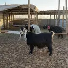 عنز عارضيه دافع
