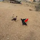 دجاج باكستاني سندي