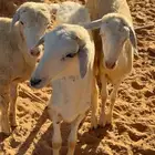 للبيع ثلاث رخال العمر من 4 الى 5 شهور تم البيع