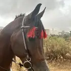 حصان عربي طرب