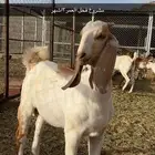 مشروع فحل صنف العمر 3اشهر
