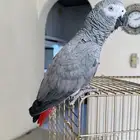 طير ببغاء كاسكو