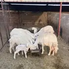 غنم للبيع نضاف ومشروطه