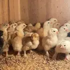 للبيع صيصان دجاج براهما