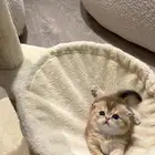 قطط سكوتش فولد من اب بريتش بيور