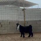 تيس عارضي صنف