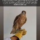 طير جير