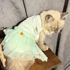 قطط هملايا