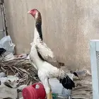دجاجه شامو يباني بشاير