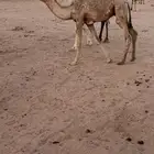 قعود