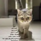 قطوه انثى