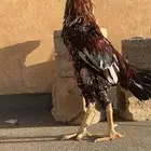 ديك باكستاني حار
