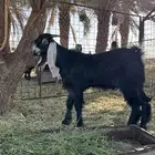 تيس عارضي فحل
