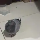 حمام