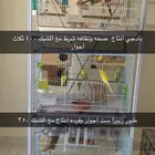 كنيور اليف . بادجي انتاج .زيبرا انتاج