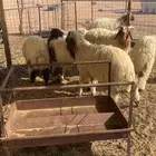للبيع بهم نعيم فاخر بعضه يتمم