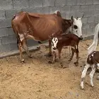 بقر خلف للبيع