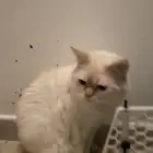 قط لتبني