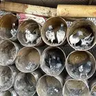 حمام باكستاني قوية واغلبها محجله من حمام الدبل