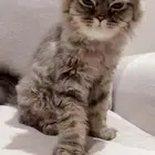 قط ذكر للتبني مطعم