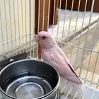 ببغاء روز للبيع