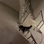 كلب هاسكي عمره 6 شهور