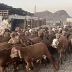 طليان سواكن حمري مرابى مناسبات وزوجات