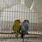 طيور روز