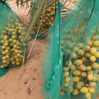 تمر برحي