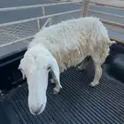 شاه