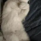 قطه صغيره للبيع المستعجل