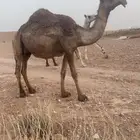 شعلا لقحه ملاقي