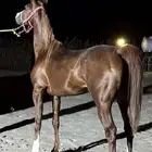 حصان واهو للبيع