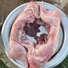 ارانب ذبح حسب الطلب