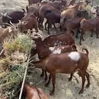 غنم دهم فواخر دفيع