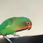 طير روز القيمه 600