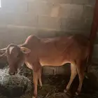بقره معها خبشه ودافع لها اربع اشهر