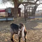 تيس فحل عارضي أصفر جذع