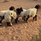 نعيمي