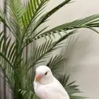 فرخ روز البينو عيون حمر هدد للبيع