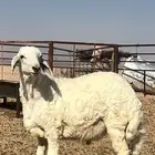 طلي حري
