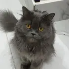 قطة للتبني شيرازي عاجل