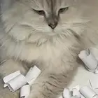 قطط