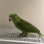 أمازوني يلوناب بيور متكلم