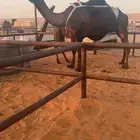 للبيع عشراء كفو تحتها قعود كفو