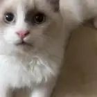 للتبني قط ذكر عمره ثلاث شهور