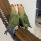 فيشر الليف